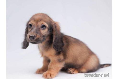 成約済の東京都のミニチュアダックスフンド(ロングヘアード)-199347の3枚目