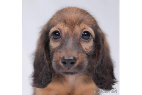 成約済の東京都のミニチュアダックスフンド(ロングヘアード)-199347の2枚目