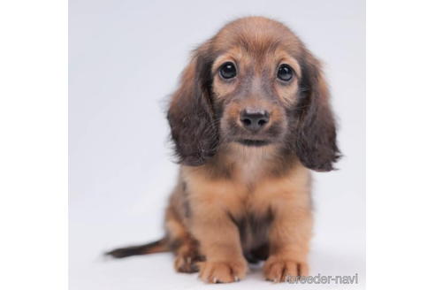 成約済の東京都のミニチュアダックスフンド(ロングヘアード)-199347の1枚目