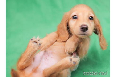 成約済の東京都のミニチュアダックスフンド(ロングヘアード)-199349の5枚目