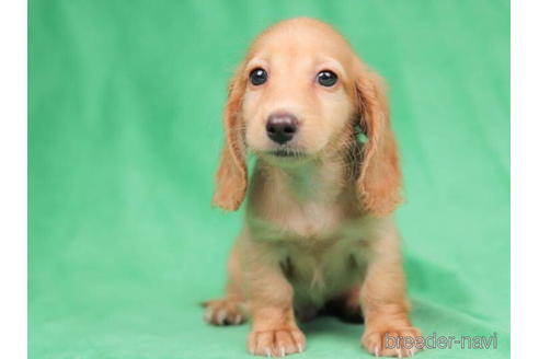 成約済の東京都のミニチュアダックスフンド(ロングヘアード)-199349の4枚目