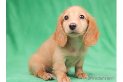 成約済の東京都のミニチュアダックスフンド(ロングヘアード)-199349の3枚目