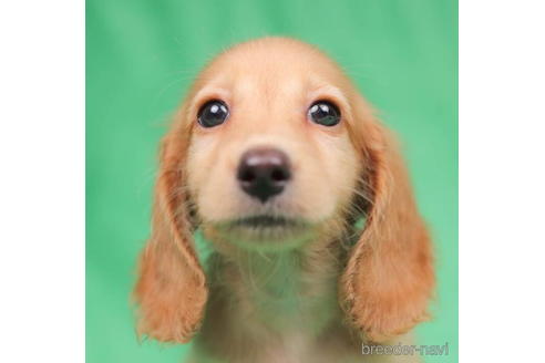 成約済の東京都のミニチュアダックスフンド(ロングヘアード)-199349の2枚目