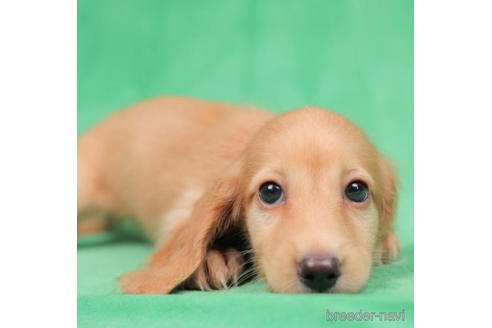 成約済の東京都のミニチュアダックスフンド(ロングヘアード)-199349の1枚目