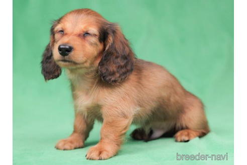 成約済の東京都のカニンヘンダックスフンド(ロングヘアード)-199353の5枚目