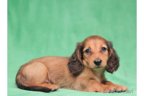 成約済の東京都のカニンヘンダックスフンド(ロングヘアード)-199353の4枚目