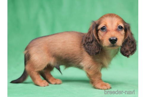 成約済の東京都のカニンヘンダックスフンド(ロングヘアード)-199353の3枚目