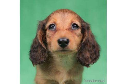 成約済の東京都のカニンヘンダックスフンド(ロングヘアード)-199353の2枚目