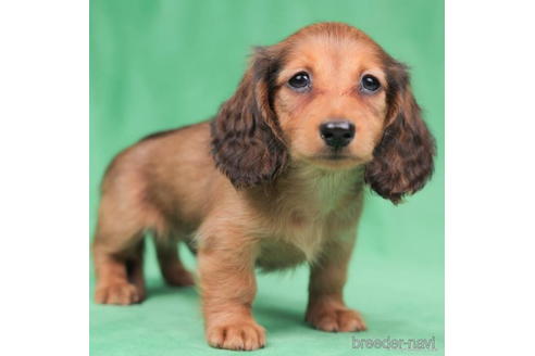 成約済の東京都のカニンヘンダックスフンド(ロングヘアード)-199353の1枚目