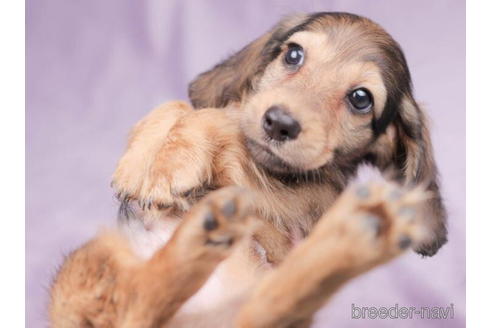成約済の東京都のミニチュアダックスフンド(ロングヘアード)-199356の5枚目
