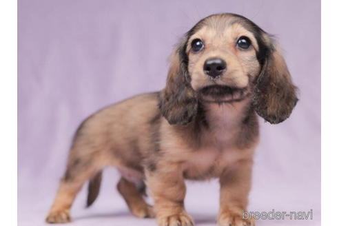 成約済の東京都のミニチュアダックスフンド(ロングヘアード)-199356の4枚目