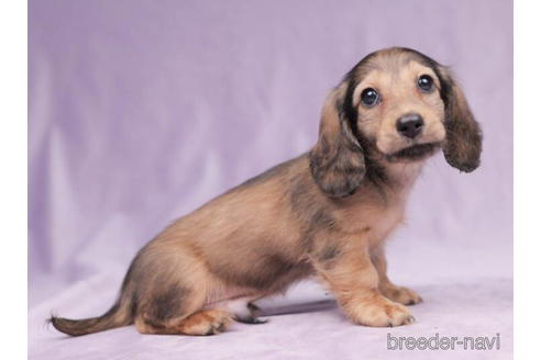 成約済の東京都のミニチュアダックスフンド(ロングヘアード)-199356の3枚目