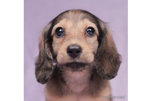 成約済の東京都のミニチュアダックスフンド(ロングヘアード)-199356の2枚目