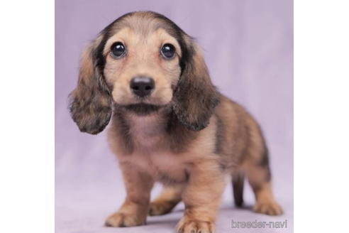 成約済の東京都のミニチュアダックスフンド(ロングヘアード)-199356の1枚目