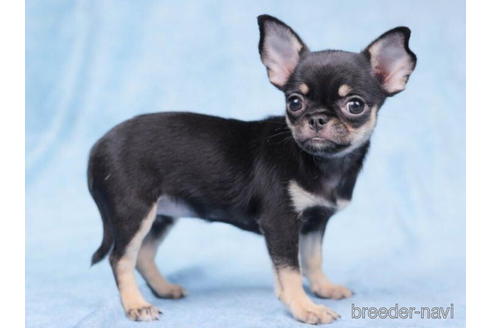 成約済の東京都のチワワ(スムースコート)-199361の4枚目