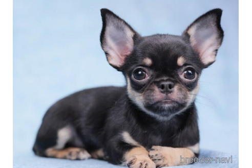 成約済の東京都のチワワ(スムースコート)-199361の3枚目