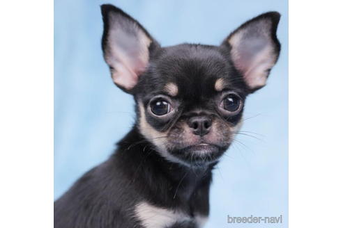 成約済の東京都のチワワ(スムースコート)-199361の2枚目