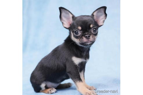 成約済の東京都のチワワ(スムースコート)-199361の1枚目