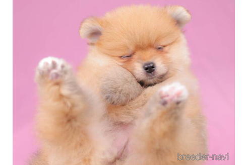 成約済の東京都のポメラニアン-199367の5枚目