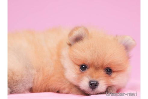 成約済の東京都のポメラニアン-199367の4枚目