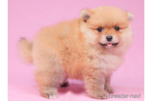 成約済の東京都のポメラニアン-199367の3枚目