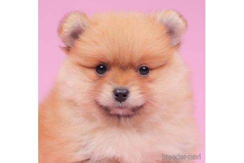 東京都のポメラニアン 女の子 22 07 28生まれ オレンジ 子犬id ブリーダーナビ