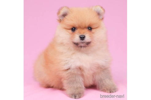 成約済の東京都のポメラニアン-199367の1枚目