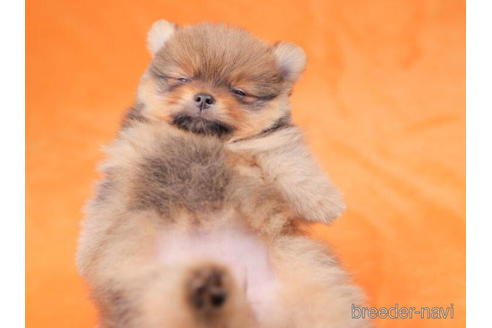 成約済の東京都のポメラニアン-199370の7枚目