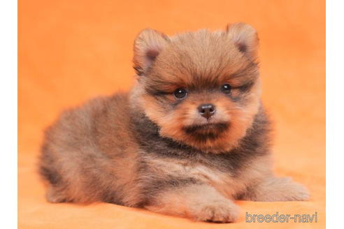 成約済の東京都のポメラニアン-199370の6枚目