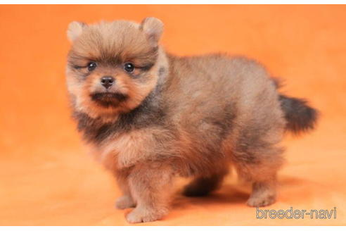 成約済の東京都のポメラニアン-199370の5枚目