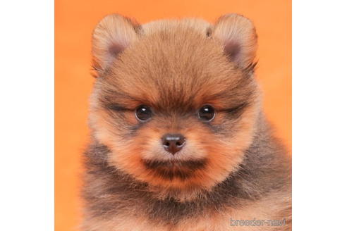 成約済の東京都のポメラニアン-199370の4枚目