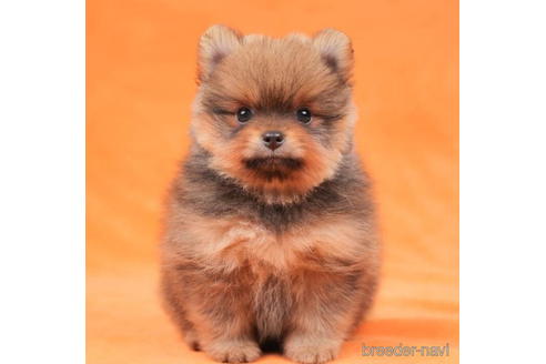 成約済の東京都のポメラニアン-199370の1枚目