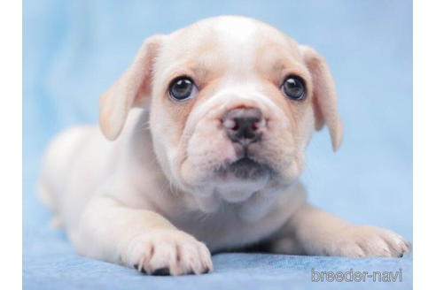 成約済の東京都のフレンチブルドッグ-199380の5枚目