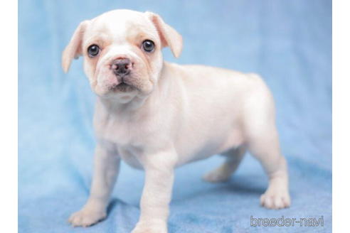 成約済の東京都のフレンチブルドッグ-199380の4枚目