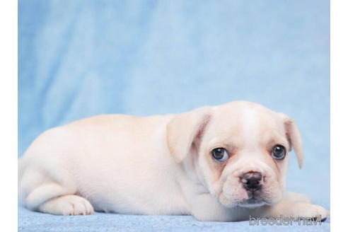 成約済の東京都のフレンチブルドッグ-199380の3枚目