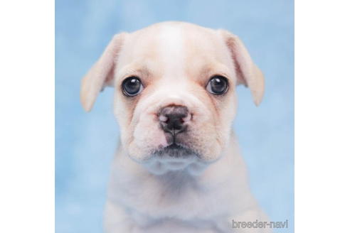 成約済の東京都のフレンチブルドッグ-199380の2枚目