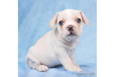 成約済の東京都のフレンチブルドッグ-199380