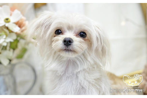 成約済の愛知県のチワマル:チワワ×マルチーズ-177620