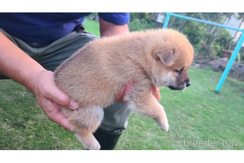 成約済の鹿児島県の柴犬-199556の2枚目