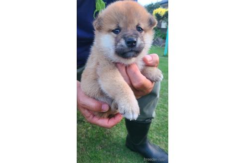 成約済の鹿児島県の柴犬-199556の1枚目