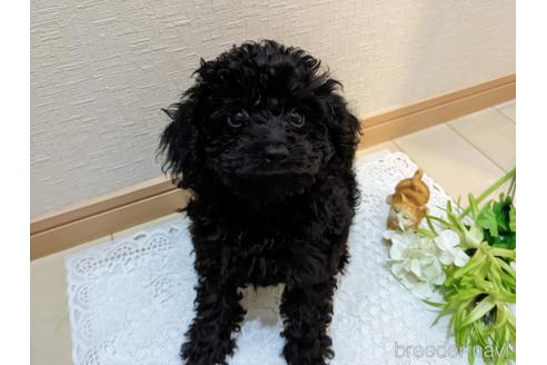 成約済の広島県のティーカッププードル-192165の7枚目