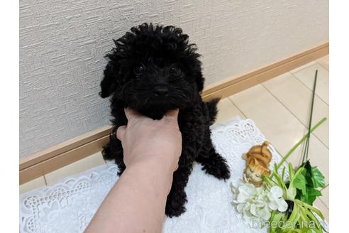 成約済の広島県のティーカッププードル-192165の3枚目