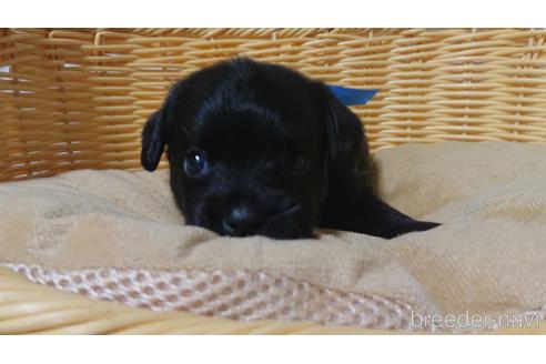 成約済の岡山県のミックス犬-199574の42枚目