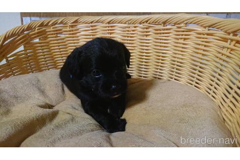 成約済の岡山県のミックス犬-199574の40枚目