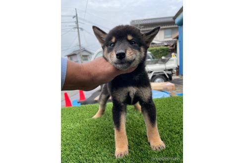 成約済の広島県の柴犬-197507の1枚目