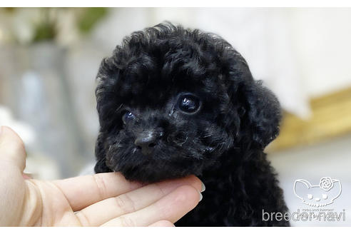 成約済の愛知県のタイニープードル-199616の2枚目