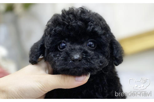 成約済の愛知県のタイニープードル-199616の1枚目