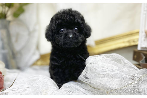 成約済の愛知県のタイニープードル-199616の5枚目