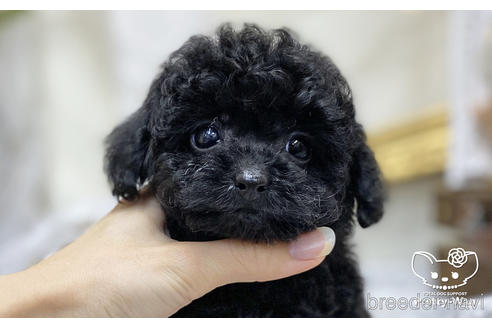 成約済の愛知県のタイニープードル-199616の3枚目