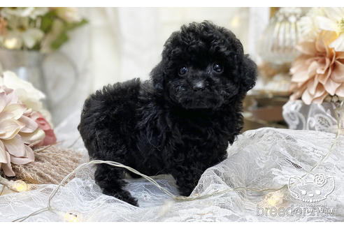 成約済の愛知県のタイニープードル-199616の4枚目